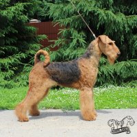 SHER NICOLETTE JAUNE - SHER NICOLETTE JAUNEJunior Champion of Russia, RKF; Champion of Russia, National Airedale Terrier Club, RKF, ОКД-1; BISS; BIS.J-I, BIS.J-III, BIG-II; HD-A, ED-0 . Рожд. 04.06.2021 (о. Ch. Young Duke's Mister Jack &amp;amp; м. Ch. Sher Mella) Владелец: Киселёва Н.А. (г. Москва) 